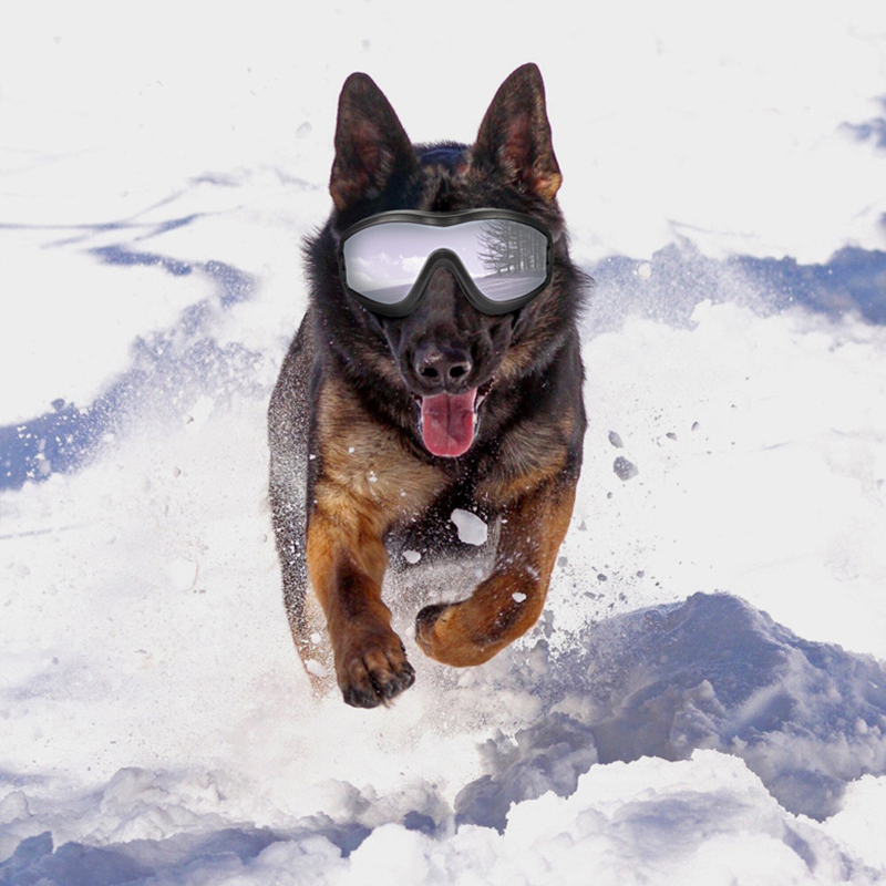Hunde-Sonnenbrille UV-Schutz W – Pet Supplies Hours Bewertung und Preis